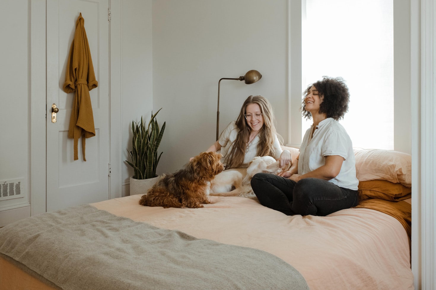 Moving long distance with dogs Bellhop Blog