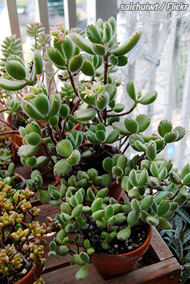 Non-allowables list: plants